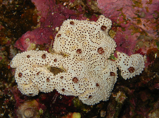  Crella (Grayella) cyathophora (Encrusting White Sponge)